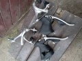 Групсет Campagnolo , снимка 5