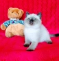 Шотландско мъжко Скоттиш Страйт. , снимка 6