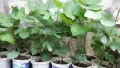Смокини разсад в кофичка, с височина 30-40см.-5 €/бр., снимка 7