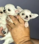 Продавам бяло чихуахуа, снимка 4