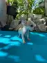 Продавам чихуахуа, снимка 2