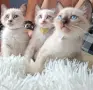 Две момичета и едно момче, снимка 1