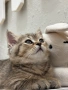 Шотландски котенца , снимка 7