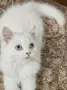 Персийски котенца , снимка 9