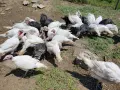 Пуйки бройлери на 3 месеца , цена на килограм., снимка 2