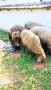 ПРОДАВАМ ДВЕ МЪЖКИ АГНЕТА , снимка 3