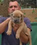 Американско були ХЛ /American bully XL, снимка 9