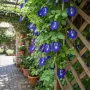🌿 Трилистна клитория (Clitoria ternatea) – екзотична цъфтяща лиана, снимка 2