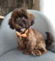 Shih poo /Mini poodle, снимка 6