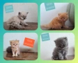 Персийски котенца, снимка 1