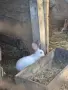 продавам калифорнийски зайци, снимка 18