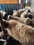 Продавам млади овце , снимка 4