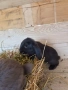 Френски кочовати зайци , снимка 9