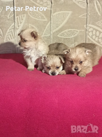 Шпиц , снимка 9 - Шпиц - 53994562