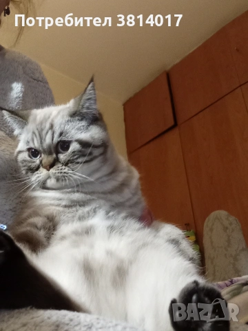 табй котета , снимка 6 - Други - 54424069