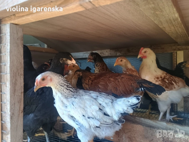 ярки и пилета , снимка 2 - Кокошки и пуйки - 54261403