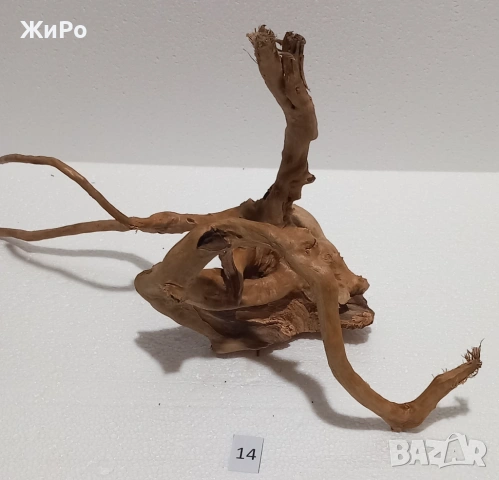 Корен от Азалия /декорация/ 14, снимка 4 - Други - 48578072