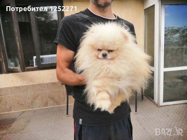Чистокръвно мъжко померанче, снимка 7 - Померан - 55189832