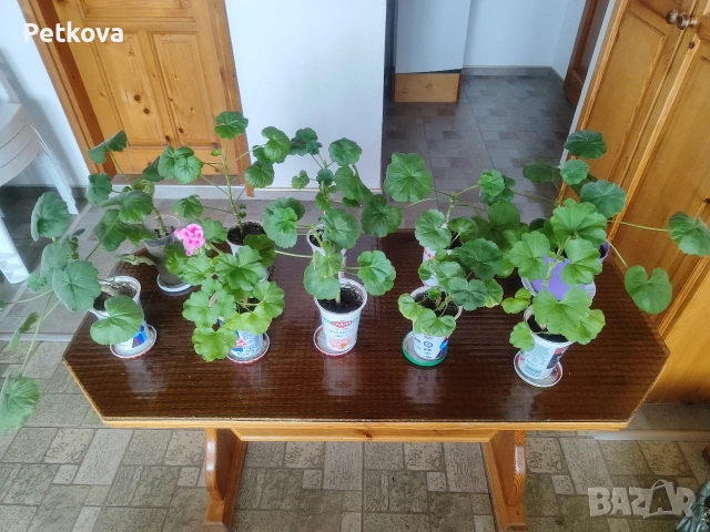 Мушката и каланхое