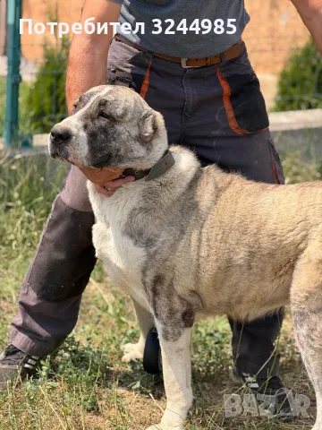 САО  Алабай 2бр., снимка 6 - Алабай - 55586556