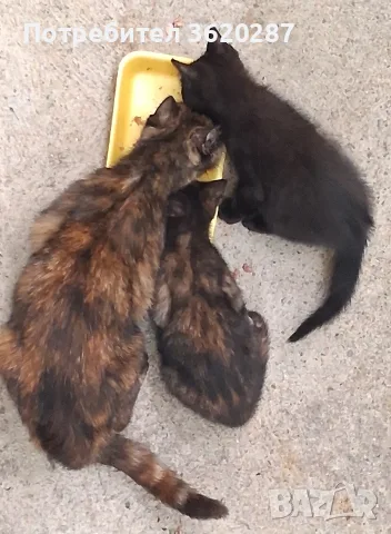 Черно мъжко котенце, снимка 2 - Други - 55075214