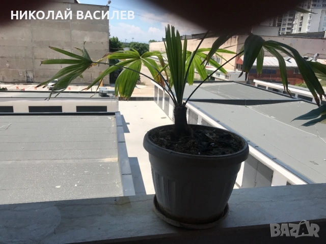 Палма  за  присаждане. , снимка 5 - Разсади - 54893992