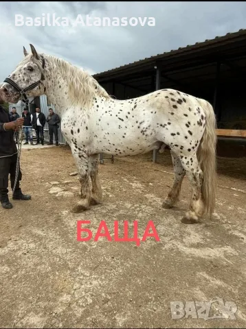 Prodava se kon 3 godishen, снимка 2 - Коне - 55429676
