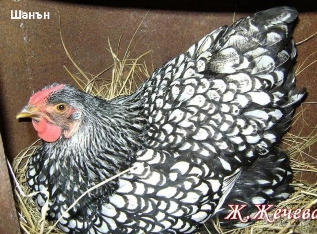 Продавам пиленца и кокошки, снимка 3 - други­ - 55203876