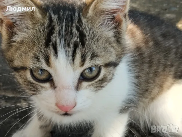 Котета подарявам!!!, снимка 3 - Други - 55702226