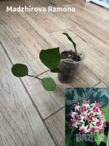 Хоя.  Hoya Patricia 