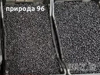 Прясна горска боровинка 
