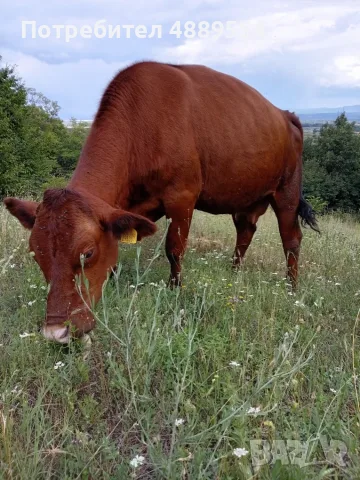 Продавам крава за мляко, снимка 2 - Крави - 55329935