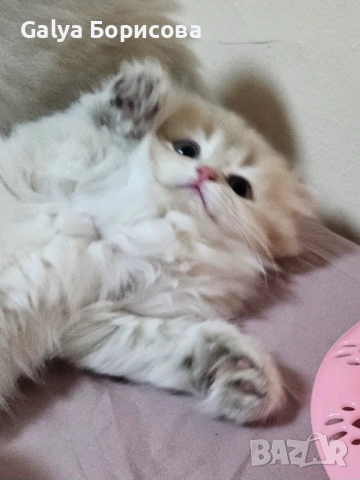 Британски родословни котенца Великденска промоция   лилаво злато , снимка 9 - Британска късокосместа - 53502654