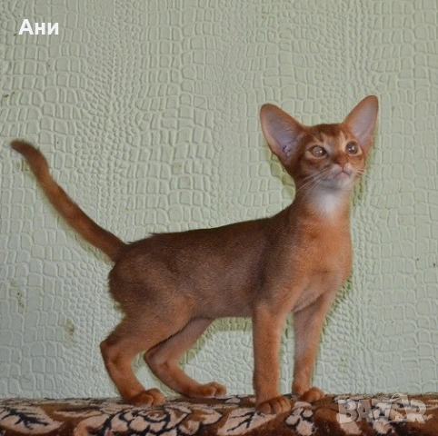 СУПЕР КОТЕНЦА НА СУПЕР ЦЕНА.АБИСИНСКИ КОТЕНЦА