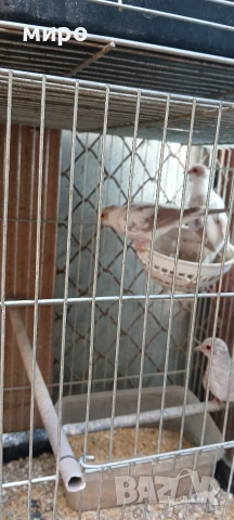 Двойка диамантени гугутки (страки), снимка 2 - Папагали - 54097437