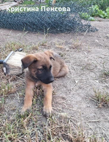 Белгийска овчарка 