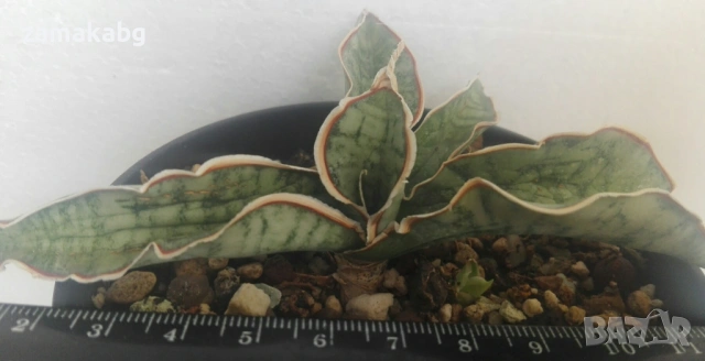 Сансевиера (Sansevieria Silver blue, Sanseviera Silver blue), сукулентно растение