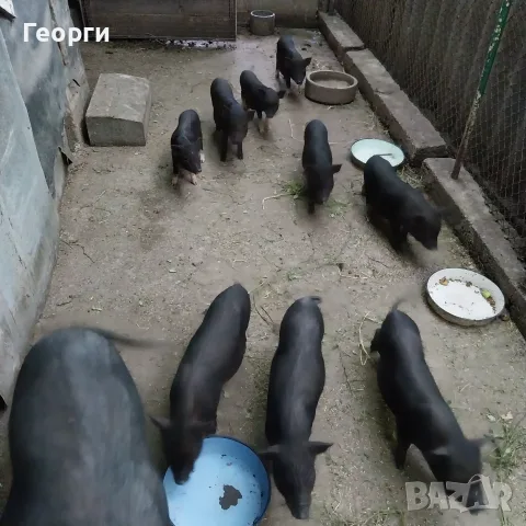 Виетнамски прасенца продавам, снимка 6 - Прасета - 55323867