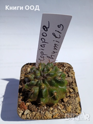 Кактус - Copiapoa humilis 5.5 саксия N 2