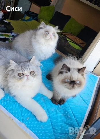 Персийски котенца , снимка 3 - Персийска - 55243080