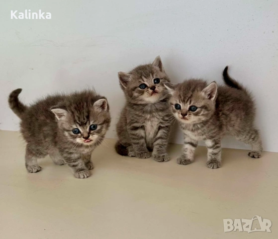 Британски късокосмести табита, снимка 4 - Британска късокосместа - 55228327