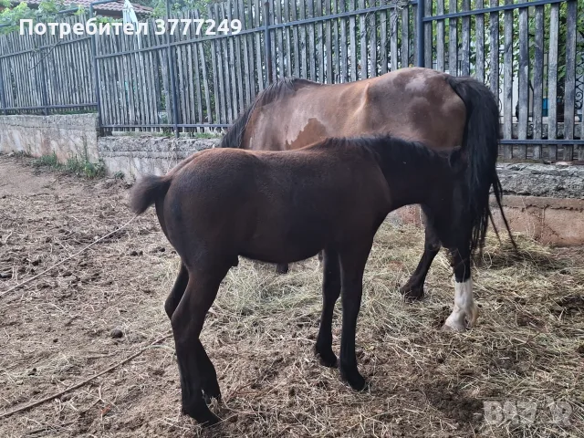 Продавам две кобили, снимка 5 - Коне - 55545938