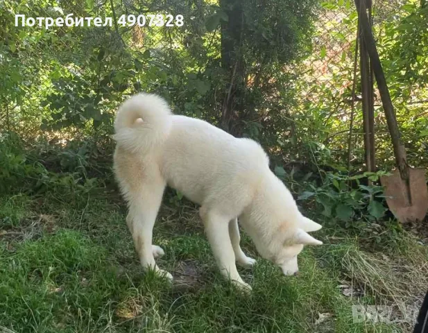 Продавам бяла акита, снимка 4 - Други животни - 55530899