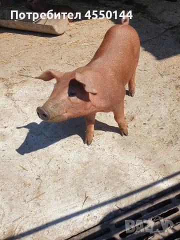 Прасе Дюрок