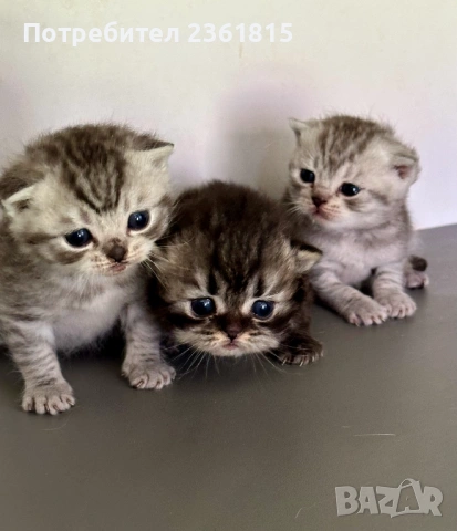 Шотландски котенца