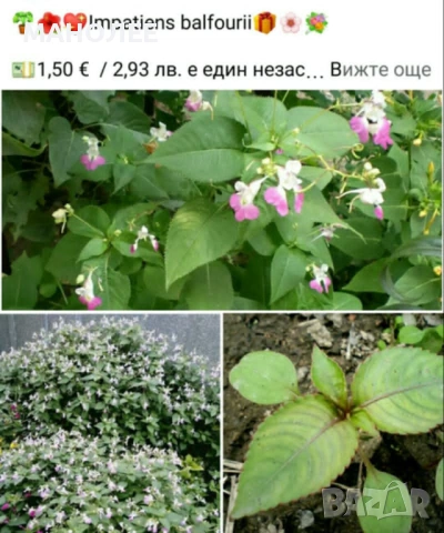 🪻🪴🪷🎁3 вида градински цветя❄️☃️ -, снимка 2 - Градински цветя и растения - 54466138