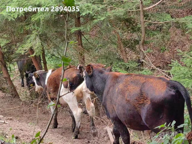 свободни телета , снимка 4 - Крави - 55609544
