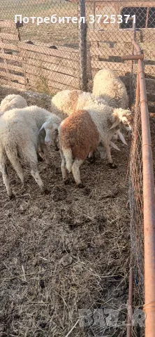 Продавам 1овца и 7 агнета., снимка 8 - Овце - 55303646