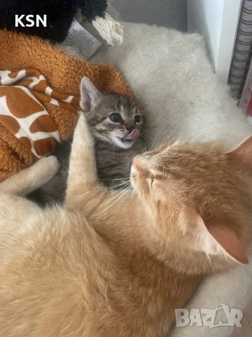 Котенце , снимка 9 - Други - 54705843