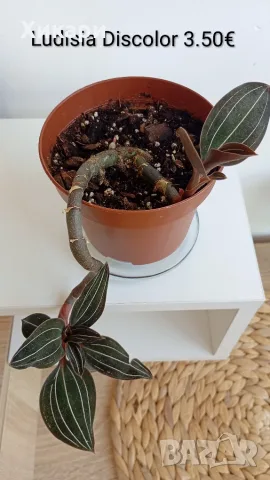 Лудизия скъпоценна орхидея Ludisia Discolor 